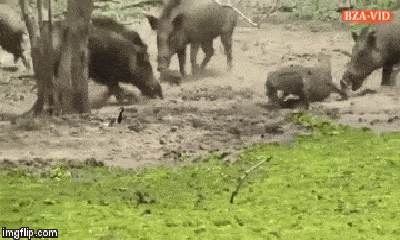 Video: Đàn lợn rừng đại chiến với cá sấu và diễn biến bất ngờ
