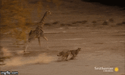 Video: 5 con sư tử ra đòn hủy diệt hạ gục hươu cao cổ trong tích tắc