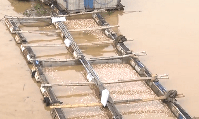 Đồng Nai: Vừa nhận tiền hỗ trợ, người dân dọc sông La Ngà lại nhận tin cá chết trắng bè