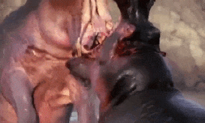 Video: Trận chiến đẫm máu giữa 2 con hà mã hung bạo