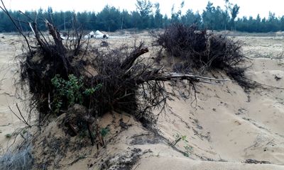 Thanh Hóa: Cận cảnh rừng phòng hộ bị đốn hạ để làm dự án du lịch 