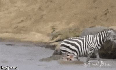Video: Rùng mình cảnh đàn cá sấu hung hãn xé xác ngựa vằn vượt sông