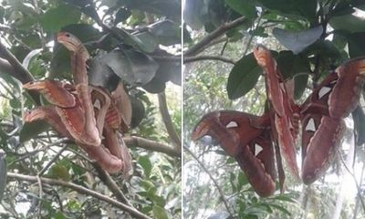 Sự thật bất ngờ về bức ảnh 'rắn 3 đầu' đậu trên cây khiến nhiều người hoang mang