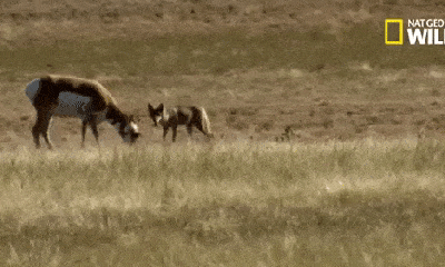 Video: Linh dương dũng mãnh đối đầu với chó sói và kết quả bất ngờ