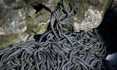 Video: Người yếu tim sẽ “chết ngất” khi thấy hàng chục nghìn con rắn nhung nhúc trong hang