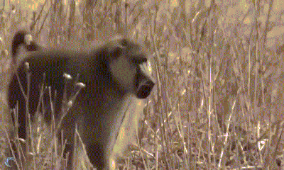 Video: Khỉ đầu chó hành động 