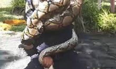 Video: Lính cứu hỏa vật vã thoát thân vì bị trăn khổng lồ dài 5 mét “khóa”cứng người 