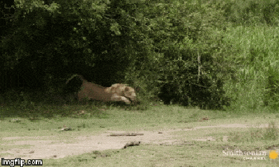 Video: Sư tử cái phục kích, đoạt mạng linh dương Impala bằng cú đớp chí mạng