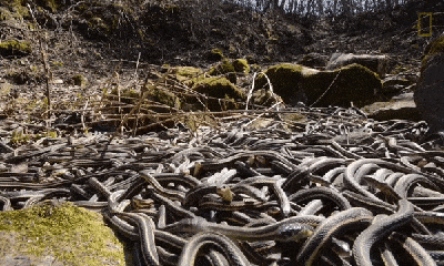 Video: Rợn người cảnh hàng chục nghìn con rắn bò nhung nhúc trong hang