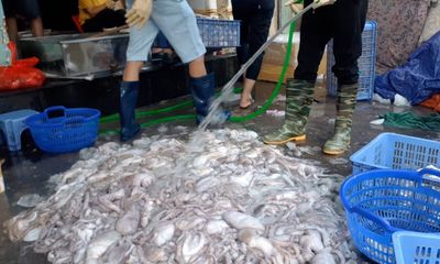 Vạch trần độc chiêu “tắm hóa chất” hải sản ươn thối thành hàng tươi sống khuynh đảo thị trường 