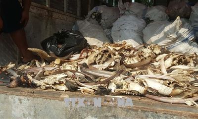 Hưng Yên: Bắt giữ 2 xe ô tô chở 6,5 tấn xương động vật bốc mùi hôi thối