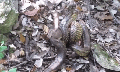 Video: Chồn kêu gào thảm thiết vì bị rắn bóp nghẹt rồi nuốt chửng