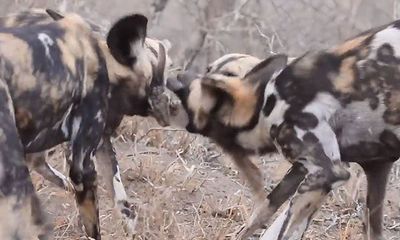 Video: Đàn chó hoang châu Phi đào hang, bắt sống thỏ