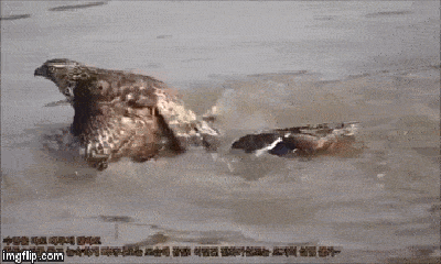 Video: Bị chim ưng đánh bất tỉnh, vịt trời bất ngờ tỉnh lại 
