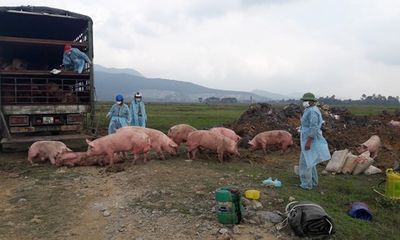 Công an truy đuổi xe tải chở gần 100 con lợn lở mồm long móng
