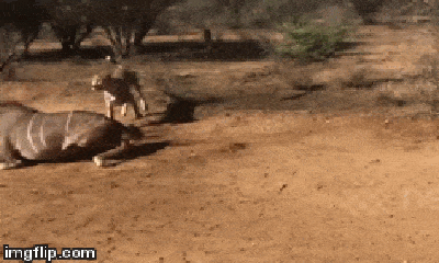 Video: Mẹ con báo săn hạ gục linh dương ngay trước mặt người quay phim