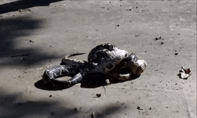 Video: Siết chết đối thủ khét tiếng, rắn vua bất ngờ vứt xác rắn độc copperhead