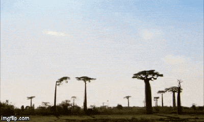 Video: Cận cảnh loài cây 