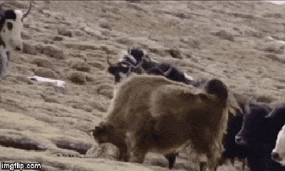 Video: Bò Tây Tạng điên cuồng húc văng báo tuyết lên trời để cứu con
