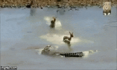 Video: Rợn người cảnh cá sấu tàn sát đàn linh dương không thương tiếc