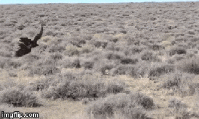Video: Pha tung người bật lộn trên không giúp thỏ hoang thoát khỏi vuốt sắc của đại bàng hung ác