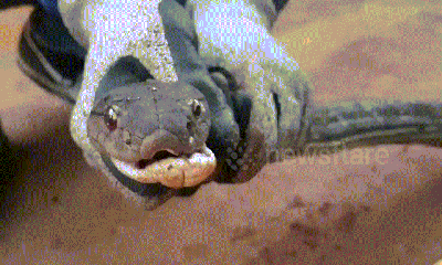 Video: Truy bắt rắn hổ mang chúa to khủng khiếp, biết 