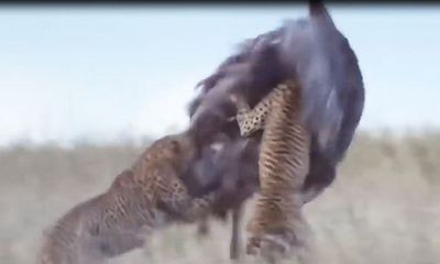 Video: Mải mê ấp trứng, đà điều bị báo săn truy sát, hạ gục trong tích tắc
