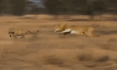 Cuộc chiến sinh tồn: Xem anh em sư tử mai phục, giết chết 2 báo săn