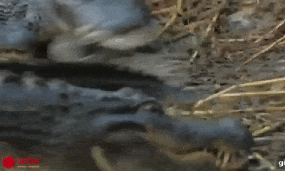 Cuộc chiến sinh tồn: Tức giận vì mất con, cá sấu lao vào xé xác rắn đuôi chuông để trả thù