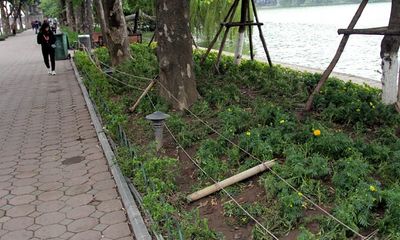 Video: Ngẩn ngơ nhìn vườn hoa rực rỡ quanh hồ Gươm bị san trụi sau đêm giao thừa