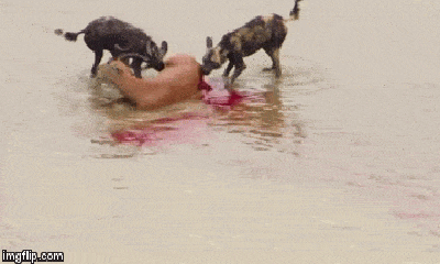 Cuộc chiến sinh tồn: Chó hoang và linh cẩu cùng nhau 