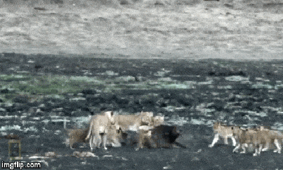 Cuộc chiến sinh tồn: 10 con sư tử từ lớn đến nhỏ tra tấn trâu rừng tàn khốc