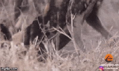 Video: Đàn chó hoang đói khát xé đôi thỏ rừng trong cuộc 