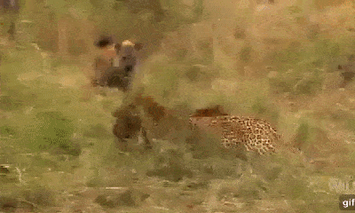 Video: Đàn linh cẩu liều lĩnh cướp mồi của 2 con báo săn