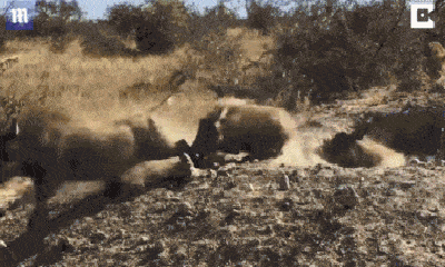 Video: Báo hoa mai săn lợn rừng và cái kết không ngờ