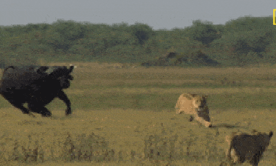 Video: Bị dồn vào bước đường cùng, trâu rừng nổi điên tấn công cả sư tử