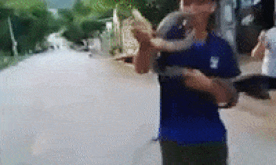 Video: Rùng mình tay không bắt rắn hổ mang chúa 