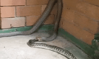 Video: Trận tử chiến giữa rắn hổ mang chúa và trăn trong nhà kho bỏ hoang