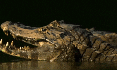 Video: Cá sấu sông Nile đoạt mạng báo đốm, kéo xác đi trong đêm