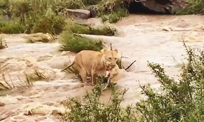 Video: Sư tử mẹ tha con nhỏ khoảng 4-6 tuần tuổi vượt sông chảy xiết