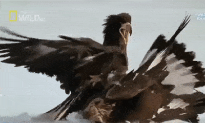 Video: 8 con đại bàng 