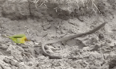 Video: Bị chim mổ bụng tàn bạo, rắn độc quằn quại đau đớn