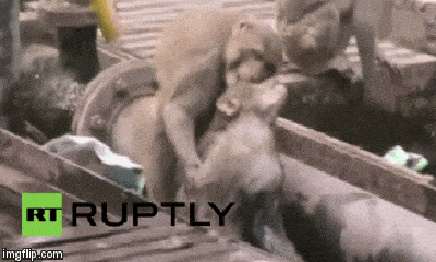 Video: Khỉ nhanh trí cứu người anh em bị điện giật bất tỉnh