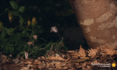 Video: Rắn hổ lục ẩn mình dưới lá khô, tung cú đớp 