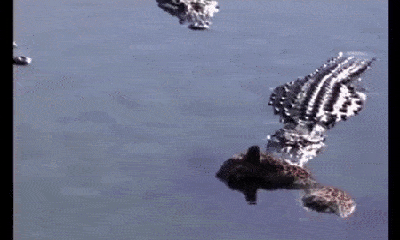 Video: Bầy cá sấu háu đói, xe xác báo đốm thành từng mảnh
