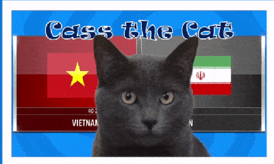 Video: Lo lắng trước kết quả mèo tiên tri dự đoán về trận Việt Nam gặp Iran