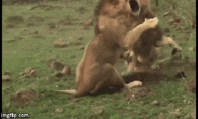Video: Anh em sư tử đực đại chiến kinh hoàng tranh giành bạn tình