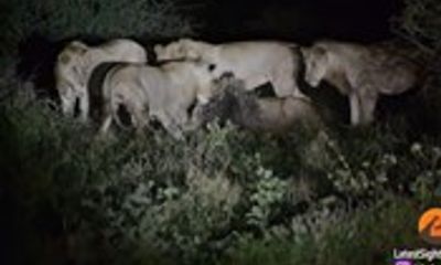 Video: Nhím xù lông nhọn tấn công, 7 con sư tử háu đói bất lực bỏ cuộc