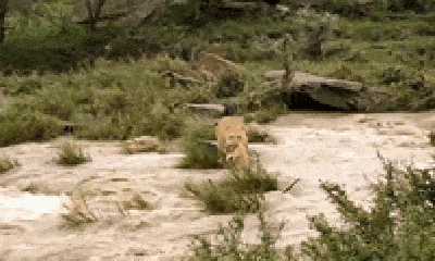 Video: Cảm động cảnh sư tử mẹ cắp con vượt dòng nước xiết