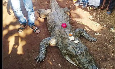 Video: Cá sấu 130 tuổi chết, cả làng bỏ ăn, khóc vật vã